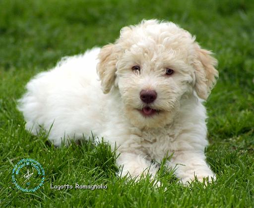 Lagotto Romagnollo 8T19D-12.JPG